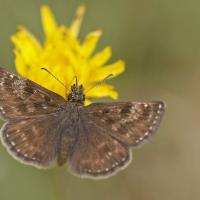 le Point de Hongrie (Erynnis tage)