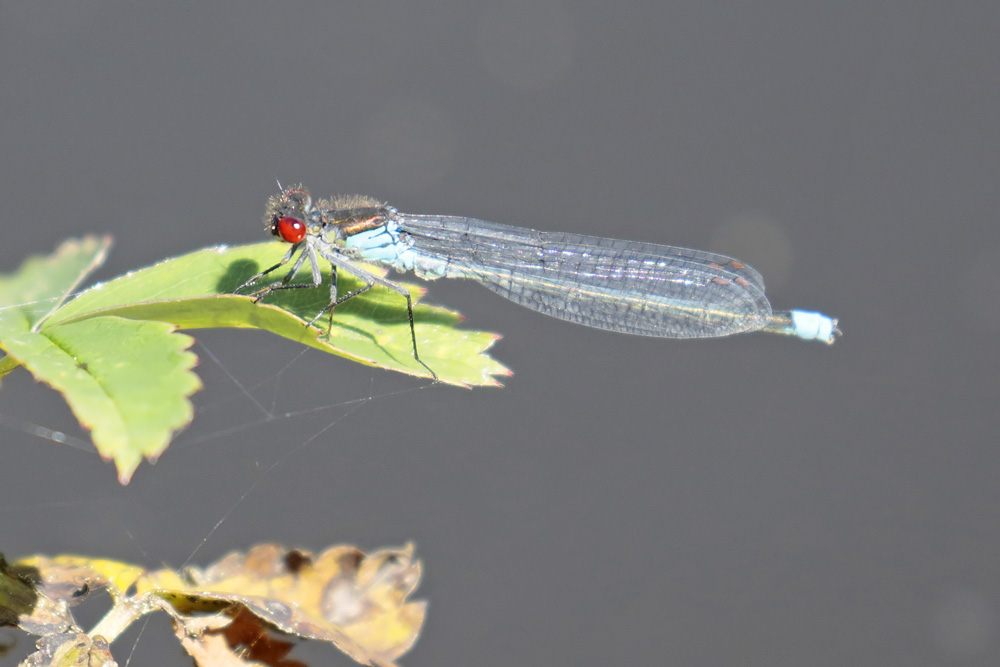 Naïade aux yeux rouges (Erythromma najas)