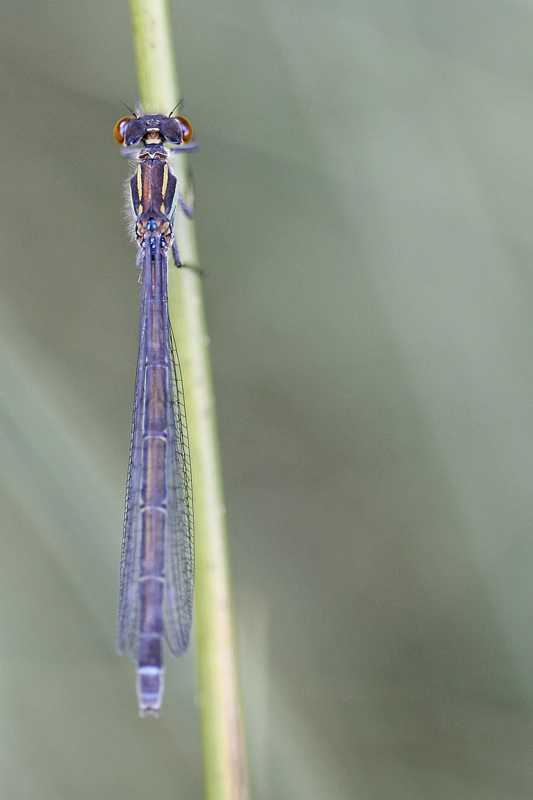 Naïade aux yeux rouges (Erythromma najas)