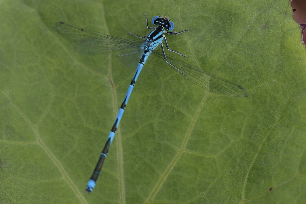 Naiade aux yeux bleus (Erythromma lindenii)