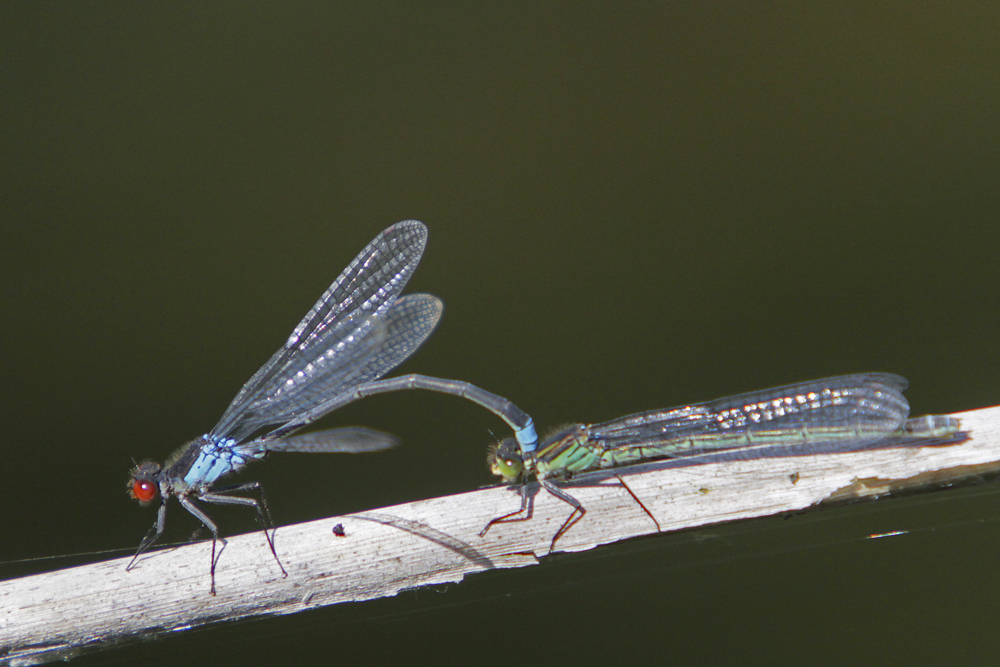 Naïade aux yeux rouges (Erythromma najas) couple