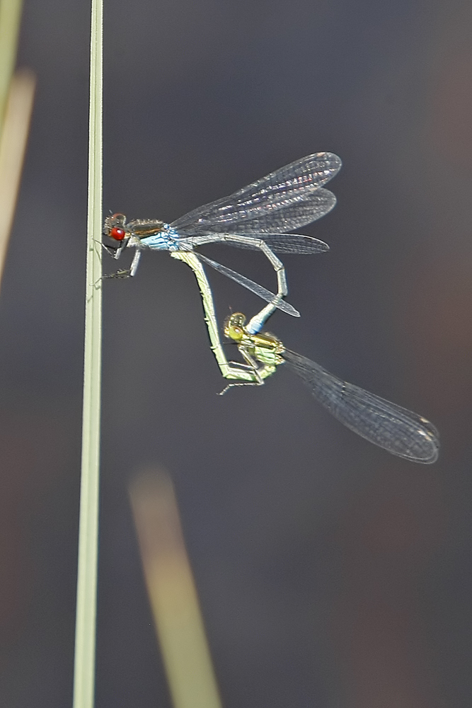 Naïade au corps vert (Erythromma viridulum) couple