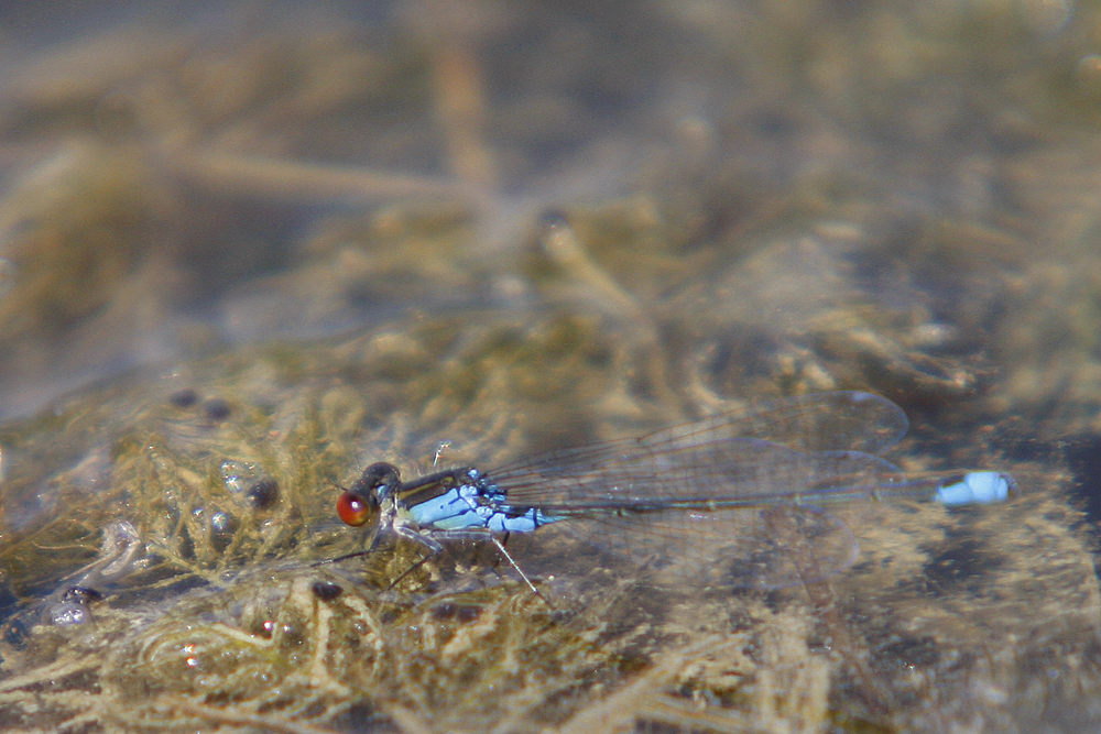 Naïade au corps vert (Erythromma viridulum)