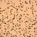 Etourneau sansonnet (Sturnus vulgaris)