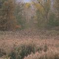 Etourneaux (Sturnus vulgaris)