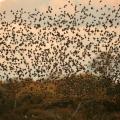 Etourneaux (Sturnus vulgaris)