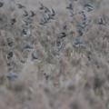 Etourneaux sansonnets (Sturnus vulgaris)