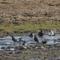 Etourneaux sansonnets (Sturnus vulgaris)
