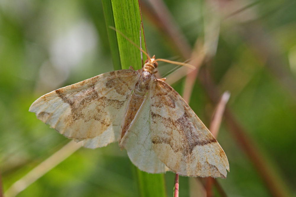 La Cidarie du peuplier (Eulithis populata)