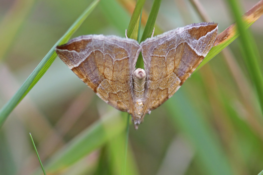 La Cidarie agathe (Eulithis testata)