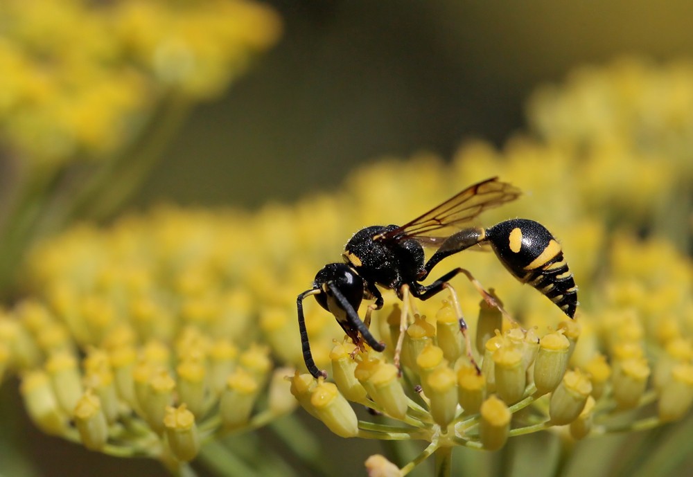 Guèpe potière (Eumenes papillarius)