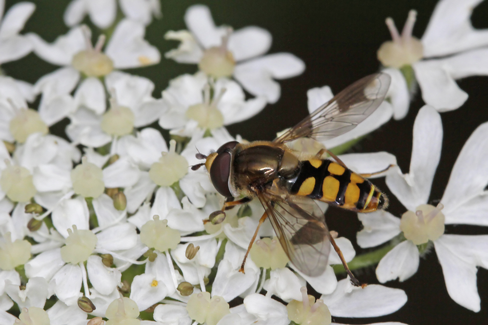 Le Syrphe des corolles (Eupeodes corollae)