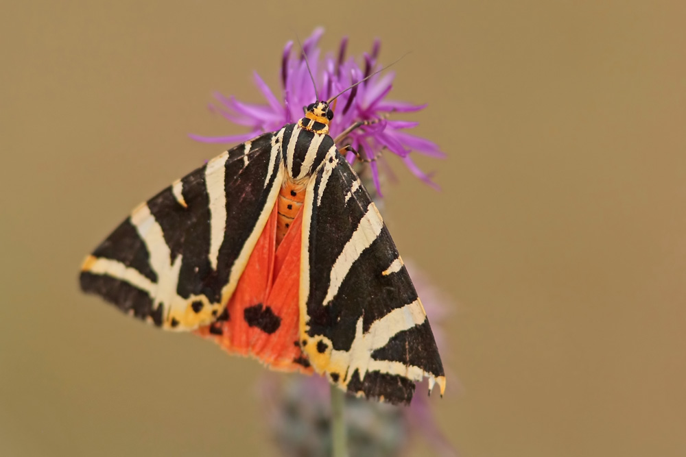 L'Ecaille chinée (Euplagia quadripunctaria)