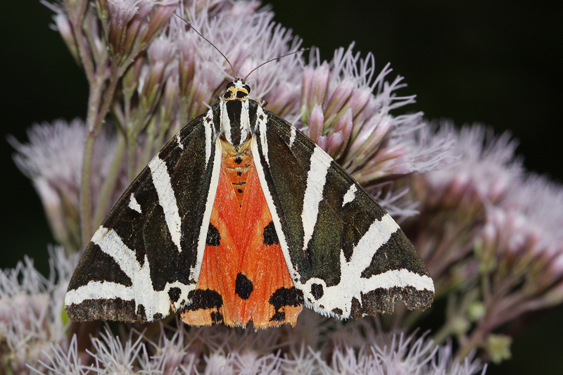 L'Ecaille chinée (Euplagia quadripunctaria)