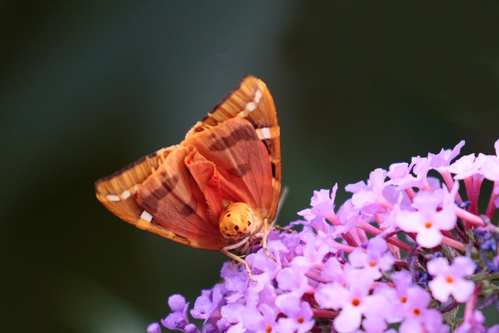 Ecaille chinée (Euplagia quadripunctaria)