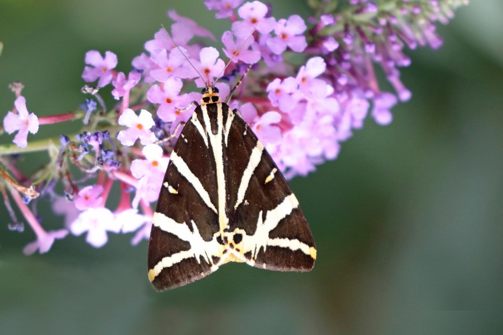 Ecaille chinée (Euplagia quadripunctaria)