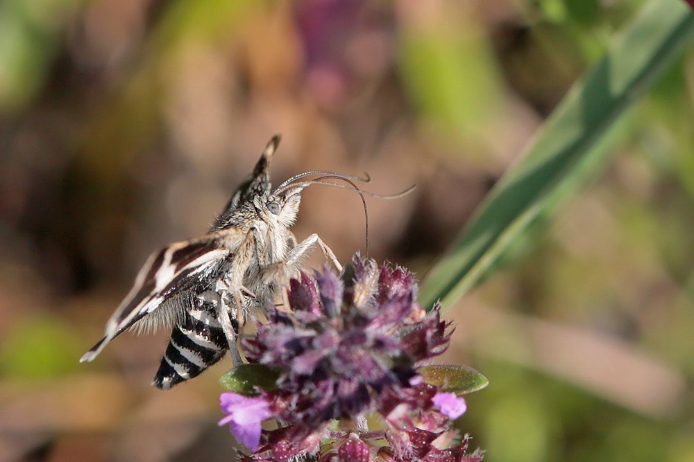 La Poudrée (Eurhyppis pollinalis)