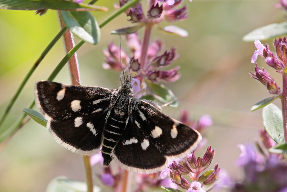 La Poudrée (Eurrhypis pollinalis)