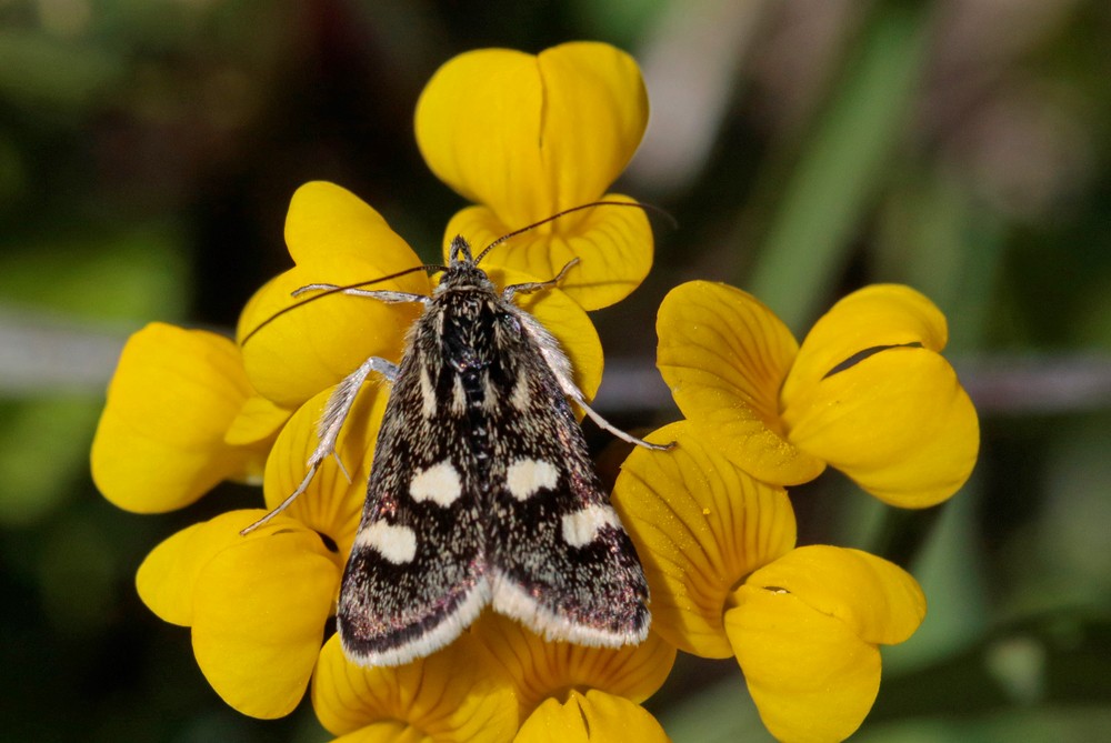 La Poudrée (Eurrhyppis pollinalis)