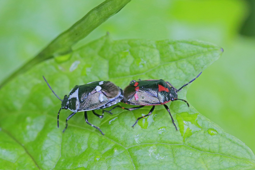 Punaise du choux (Eurydema oleracea)