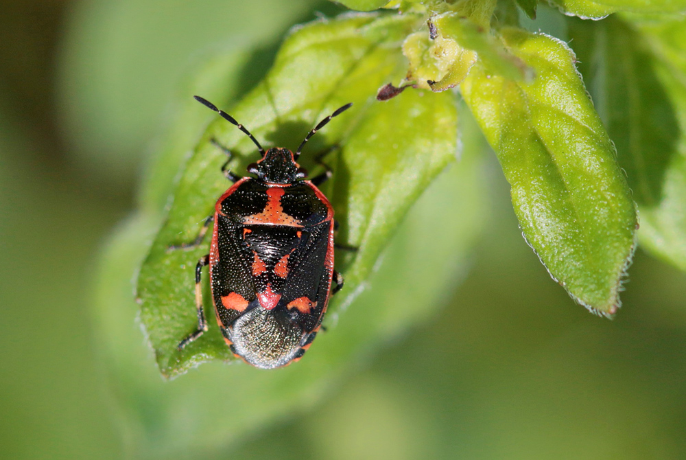 Punaise du choux (Eurydema oleracea)