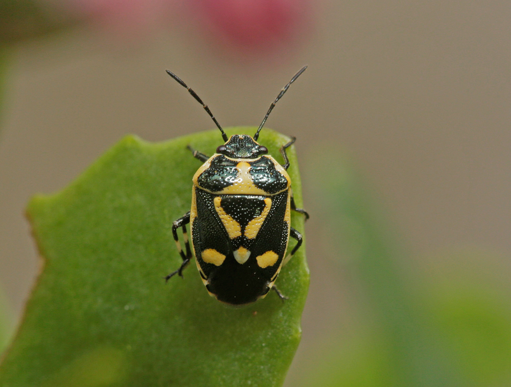Punaise du choux (Eurydema oleracea)