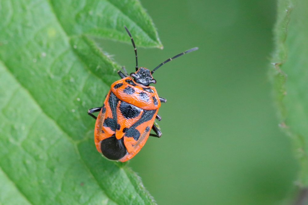 Punaise ornée (Eurydema ornata)