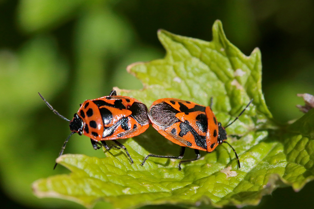 Punaise ornée (Eurydema ornata) couple