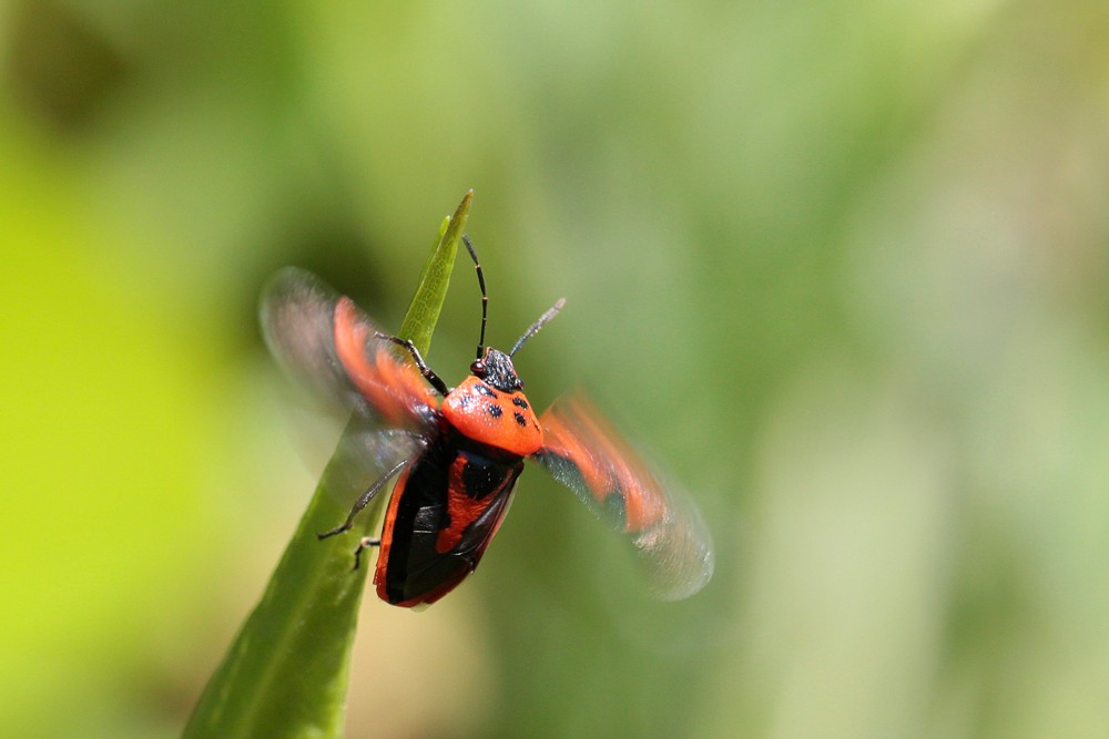Punaise ornée (Eurydema ornata)