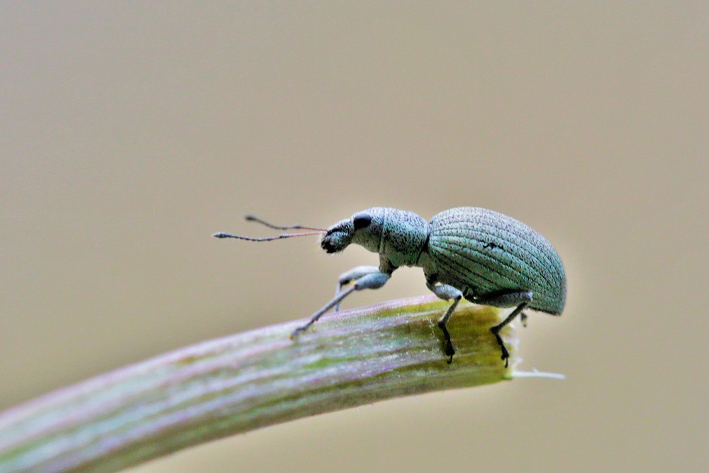 Charançon (Eusomus ovulum)