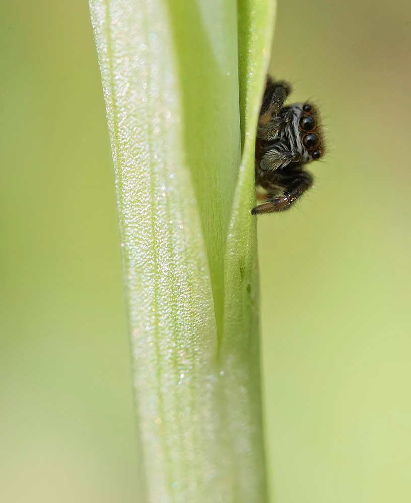 Saltique (Evarcha arcuata) mâle