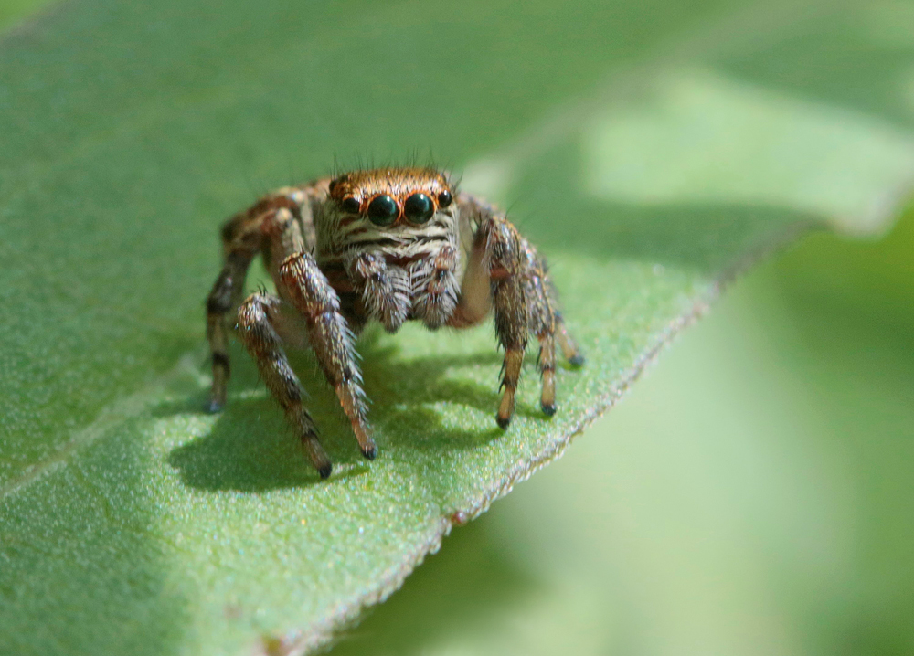 Saltique (Evarcha arcuata)