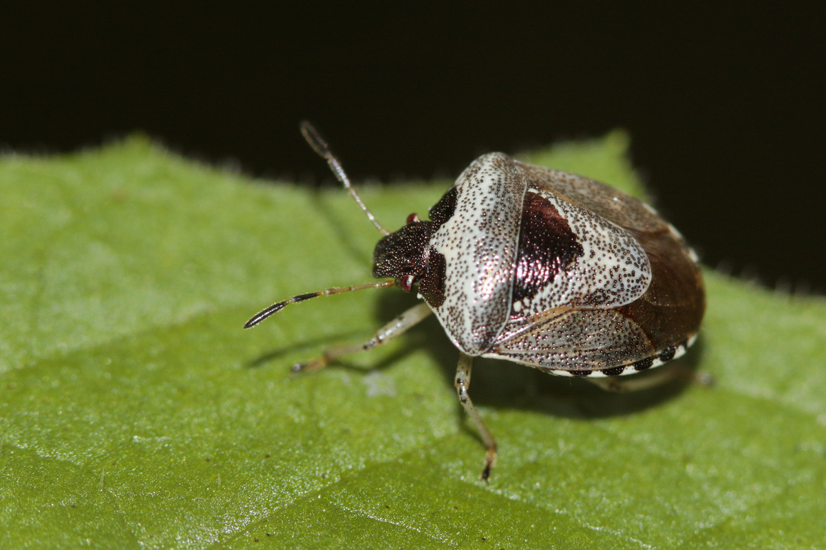 Pentatome de l'epiaire (Eysarcoris venustissimus)