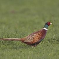 Faisan de colchide  (Phasanius colchicus) mâle.