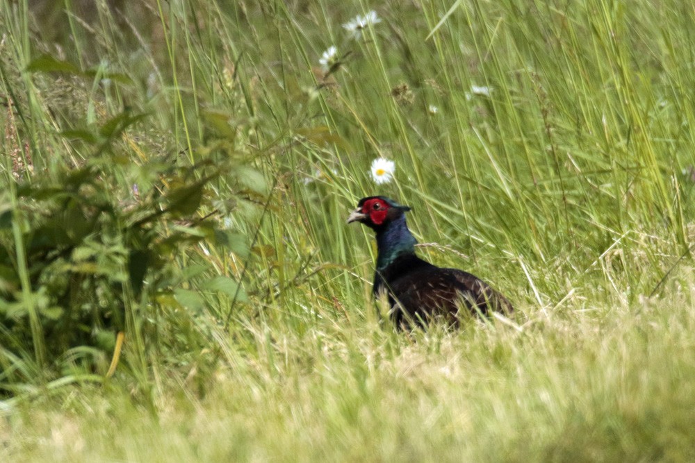 Faisan de colchide obscur (Phasianus colchicus var. nigra)