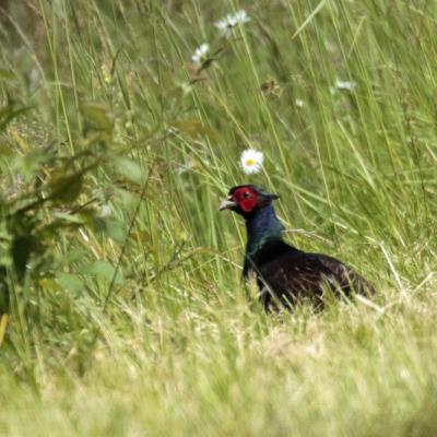 Faisan de colchide obscur (Phasianus colchicus var. nigra)