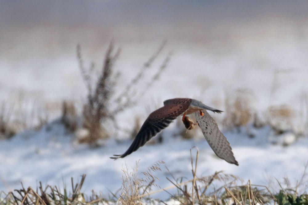 Faucon crécerelle  (Falco tinnunculus)