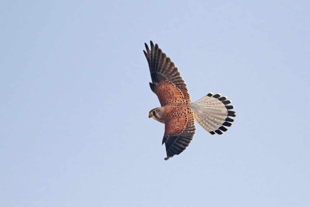 Faucon crécerelle  (Falco tinnunculus) mâle