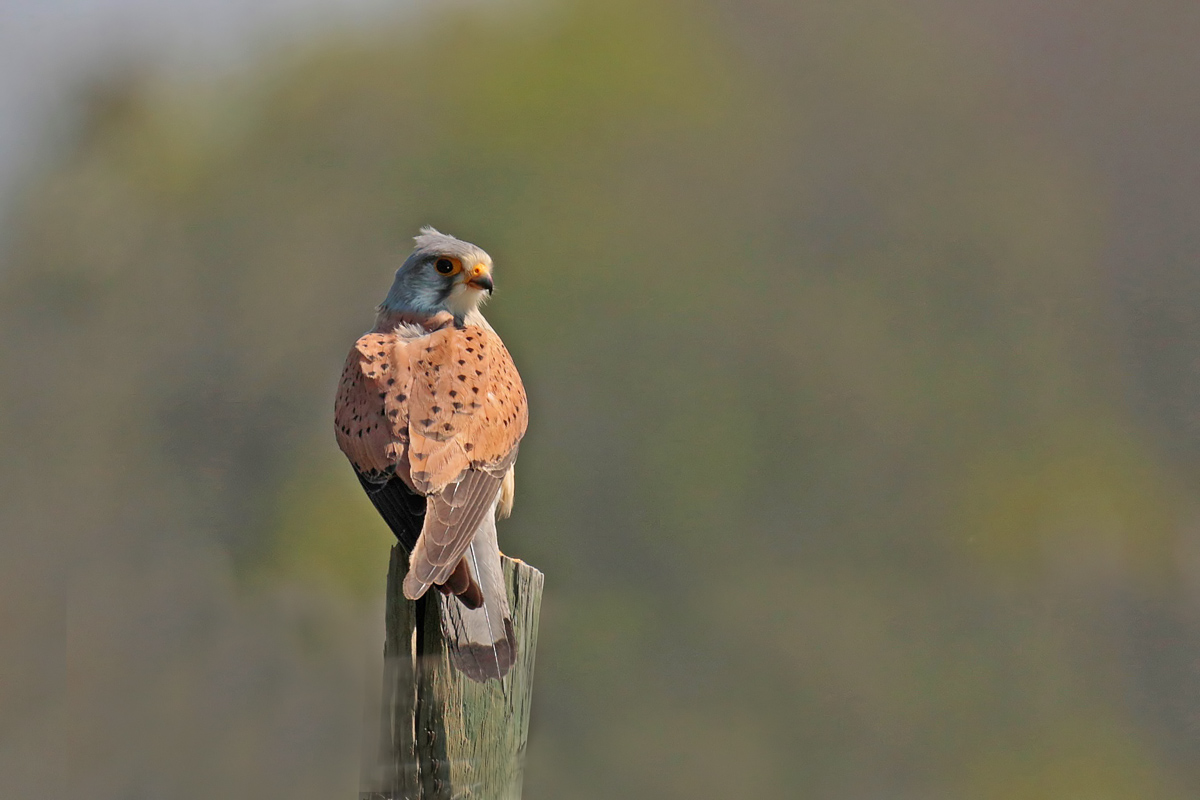 Faucon crécerelle (Falco tinnunculus) mâle