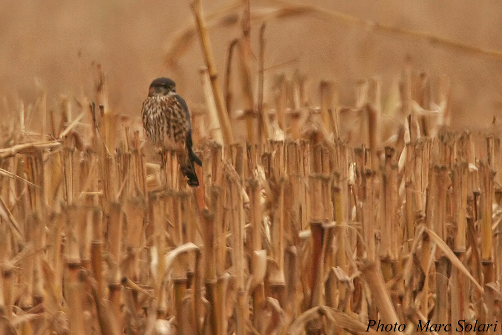Faucon émerillon (Falco columbarius)