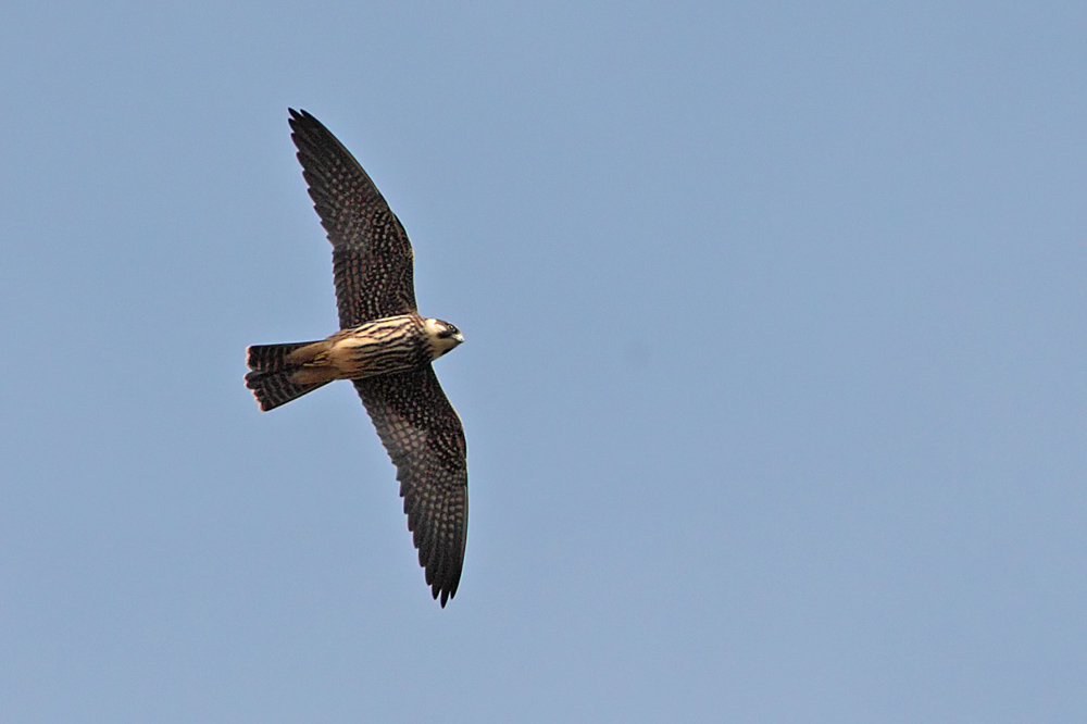 Faucon hobereau  (Falco vespertinus)