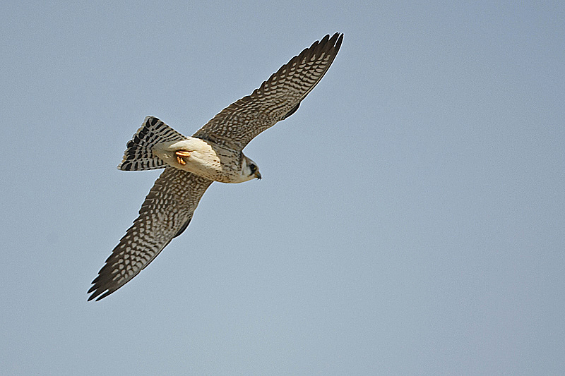 Faucon kobez (Falco vespertinus) femelle