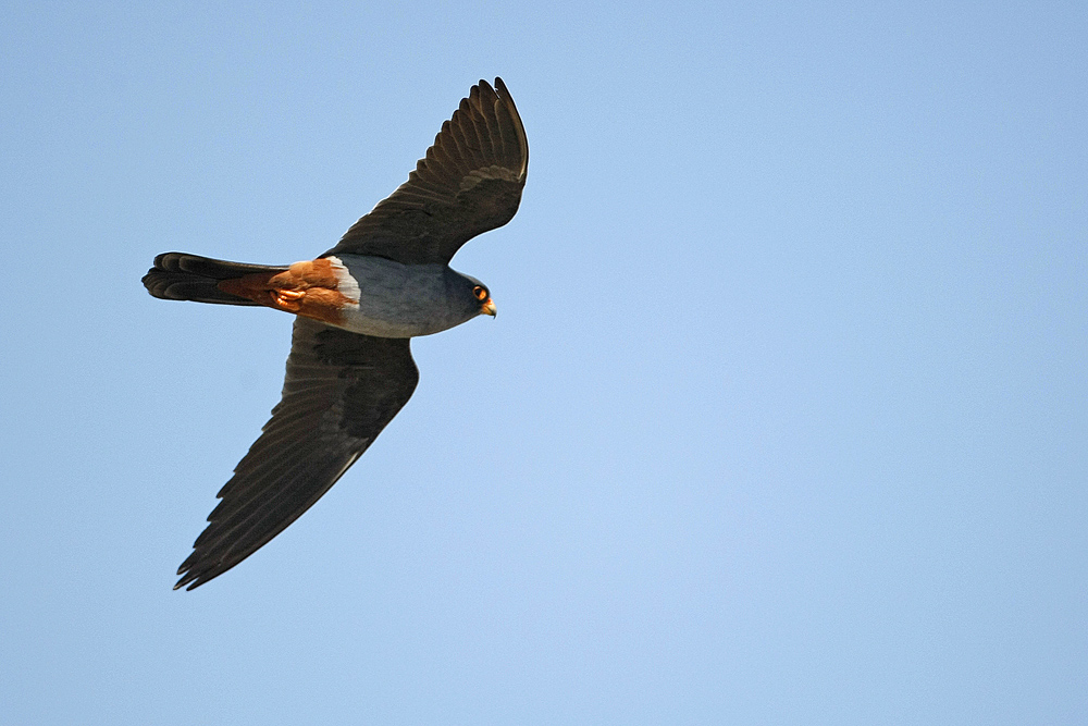Faucon kobez (Falco vespertinus) mâle