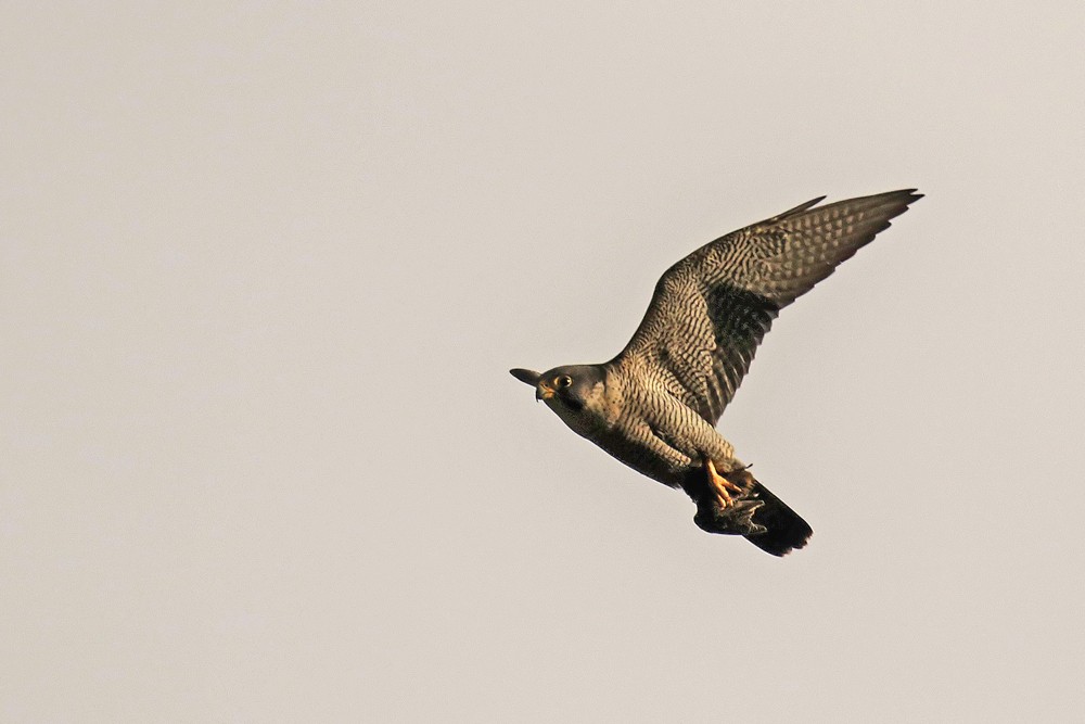 Faucon pelerin (Falco peregrinus)