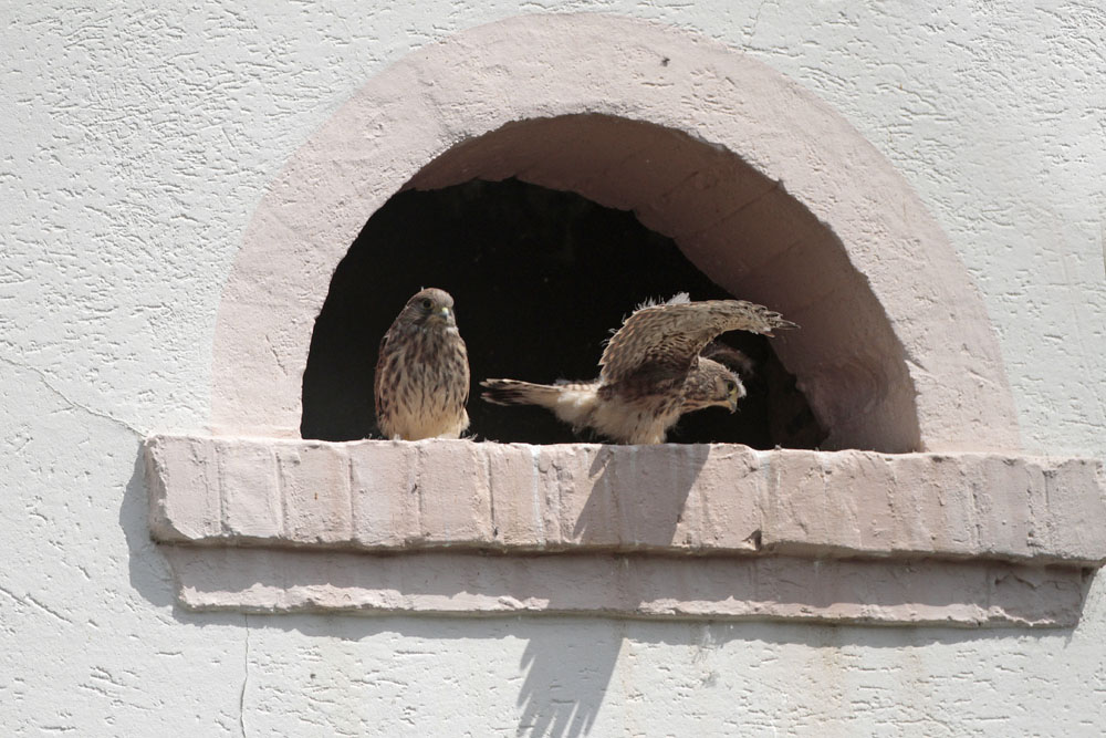 Faucon crécerelle (Falco tinnunculus) jeunes.