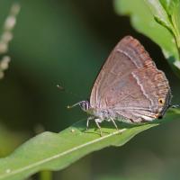 Le Thecla du chêne  (Quercusia quercus)