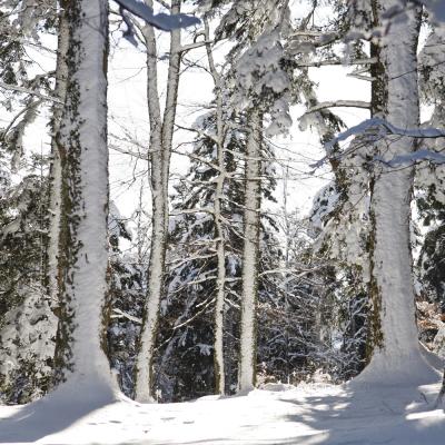 Forêt dans la neige .