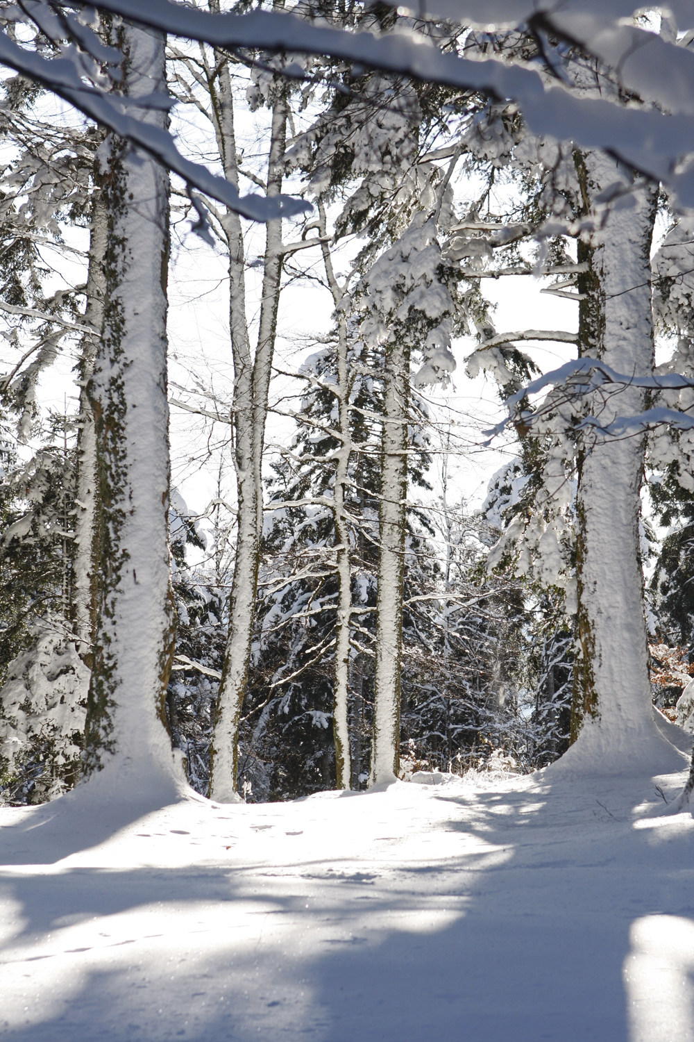 Forêt dans la neige  (Geishouse 68)