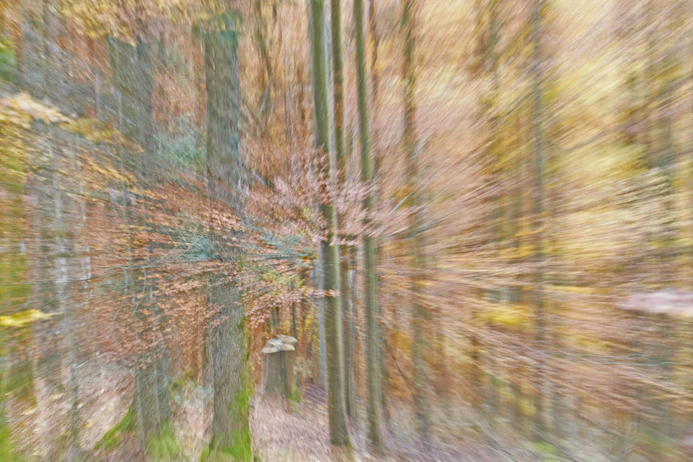 Forêt en automne 1