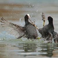 Foulque  macroule (Fulica atra)